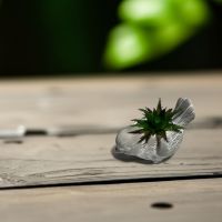 Bird Succulent Plant - Gifts For Women - Santa Shop Gifts