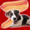 Hot Dog Squeaky Dog Toy - Pets Gifts - Santa Shop Gifts